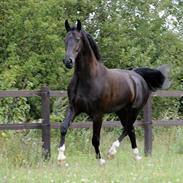 Oldenborg Mr. Cæzar Balou