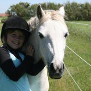 Welsh Mountain (sec A) Gribsvads Pari