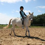 Welsh Mountain (sec A) Gribsvads Pari