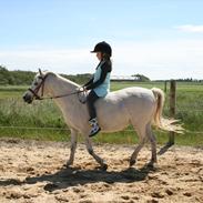 Welsh Mountain (sec A) Gribsvads Pari