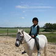 Welsh Mountain (sec A) Gribsvads Pari