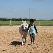Welsh Mountain (sec A) Gribsvads Pari