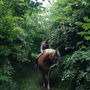 Haflinger Mille