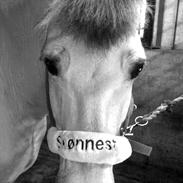 Fjordhest Fjordens laban #Labse#