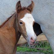 Welsh Pony (sec B) Stendyssens Sacco