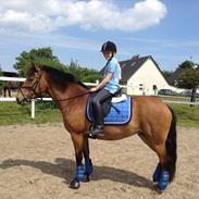 New Forest Soldals Olympia Atlantis (Lånepony)