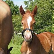 Welsh Partbred (Sec F) Moselundgårds Pelina