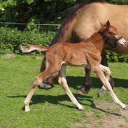 Welsh Partbred (Sec F) Moselundgårds Pelina