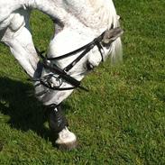 Tysk Sportspony ANTONIO-TABALUGA