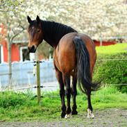 Oldenborg IL Dante af Mahmensborg 