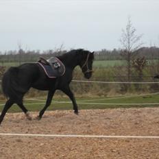 Oldenborg Hanu Halifax