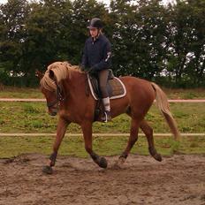 Frederiksborg Calypso SOLGT