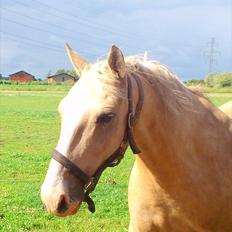 Anden særlig race Marco (HIMMELHEST)MIN BEDSTE VEN