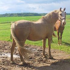 Anden særlig race Marco (HIMMELHEST)MIN BEDSTE VEN