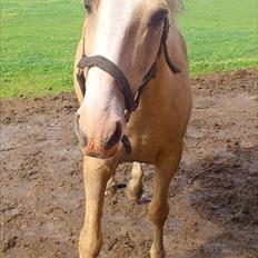 Anden særlig race Marco (HIMMELHEST)MIN BEDSTE VEN