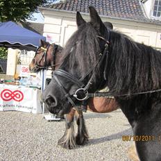 Irish Cob Lillevangs Darling