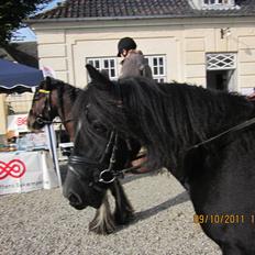 Irish Cob Lillevangs Darling