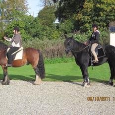 Irish Cob Lillevangs Darling