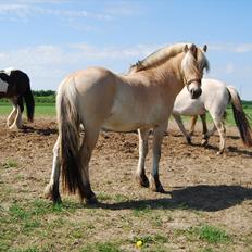 Fjordhest Rubins Hektor