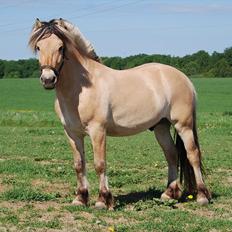 Fjordhest Rubins Hektor