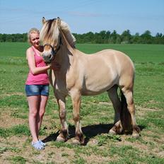 Fjordhest Rubins Hektor