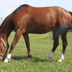 DSP Stald PR'S Paula *. Søsters .* Flomme.. xD