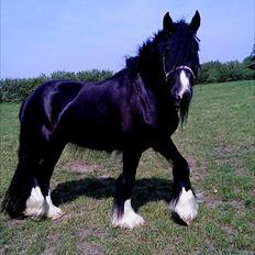 Irish Cob Alanas Lasair