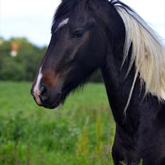Barockpinto Drops Of Jupiter