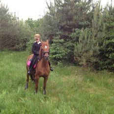 Arabisk fuldblod (OX) *Amedah* <3 *SOLGT*