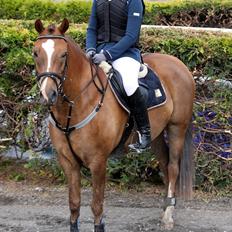 New Forest Bøgelys Bøg(Solgt)