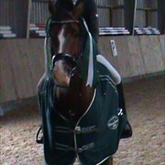 Hollandsk Sportspony Caspertoo H - B-pony<3