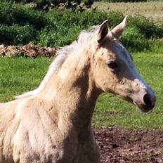 Dansk Varmblod Kvolsbæk's Angelic Abba