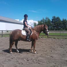 Anden særlig race Rosenkildes Cicero