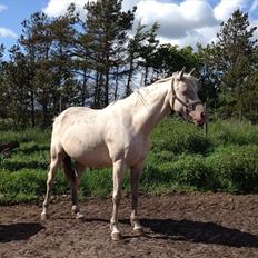 Tjekkisk Varmblod  Hana Kinska