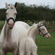 Tjekkisk Varmblod  Hana Kinska