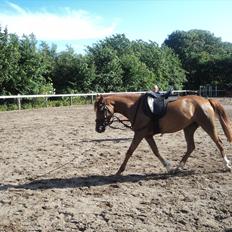 Anden særlig race Leia