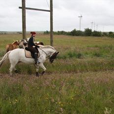 Pinto Aqudór the III