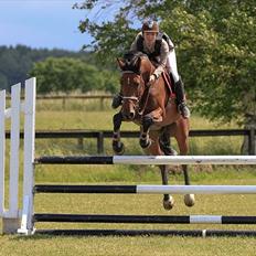 Holstener TT- Lacopia