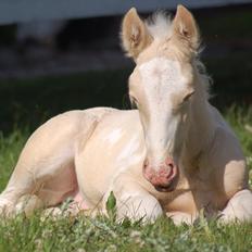 Irish Cob Unique Gypsy Horses Cream Justin