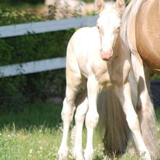 Irish Cob Unique Gypsy Horses Cream Justin