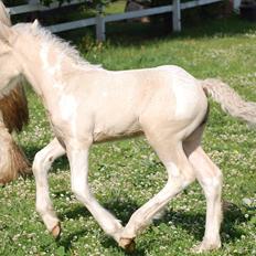 Irish Cob Unique Gypsy Horses Cream Justin