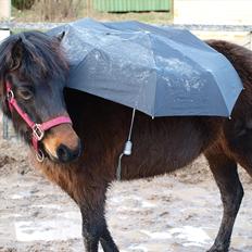 Dartmoor Klostermarkens Atlanta