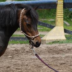 Dartmoor Klostermarkens Atlanta