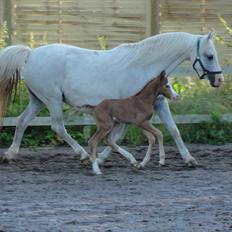 Welsh Pony (sec B) Stendyssens Sacco