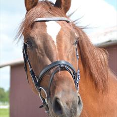 Dansk Varmblod Crelando