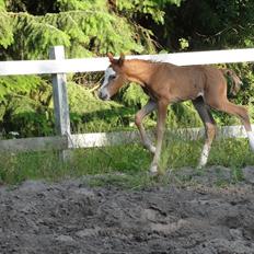 Welsh Pony (sec B) Stendyssens Sacco