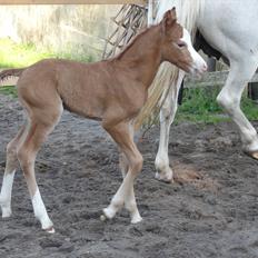 Welsh Pony (sec B) Stendyssens Sacco