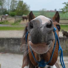 Pinto Padmé - My Soulmate