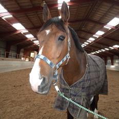 Trakehner Dalton