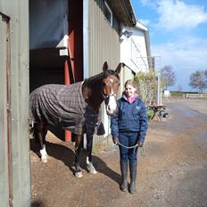 Trakehner Dalton